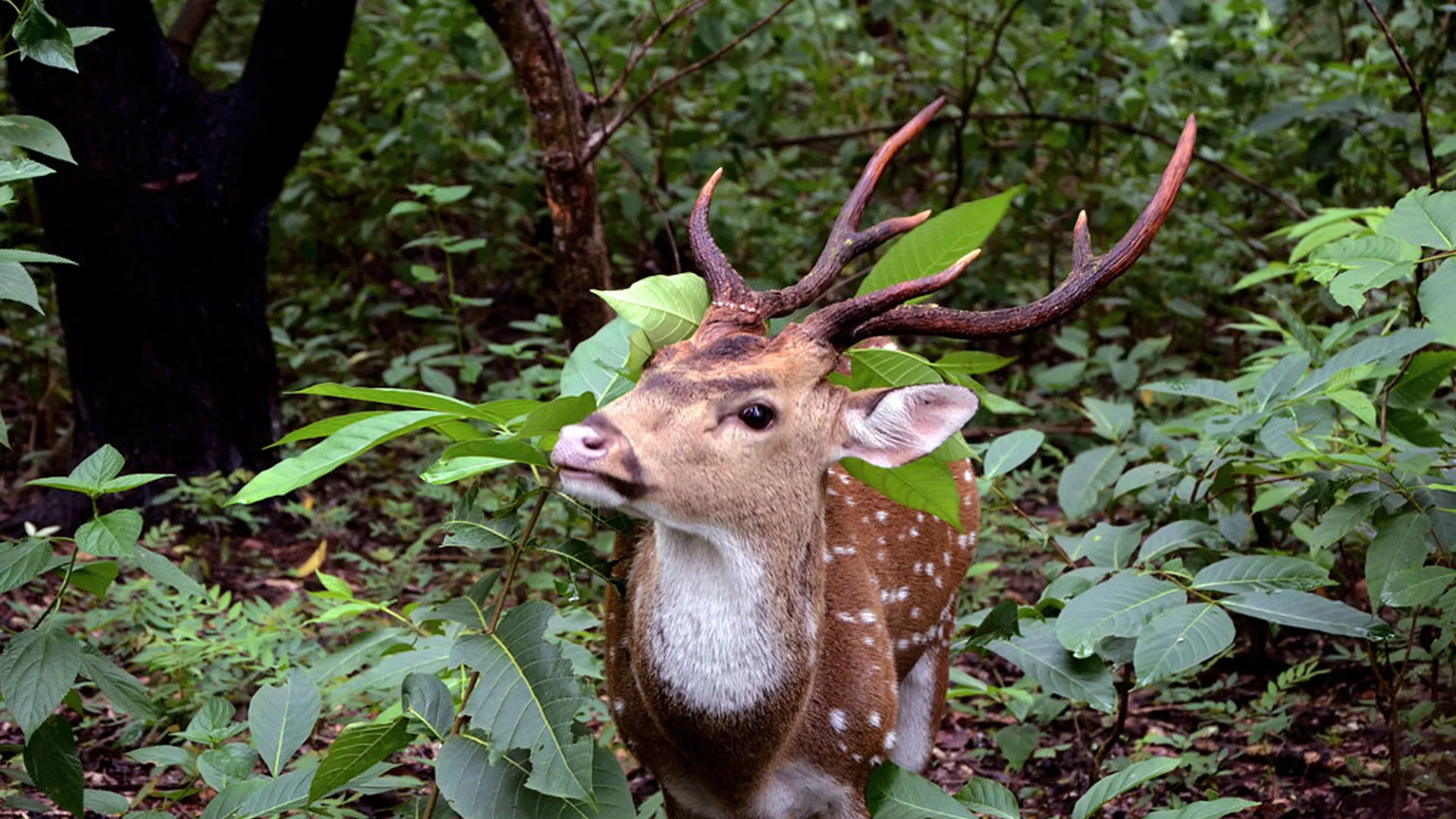 You are currently viewing Banpukuria deer park